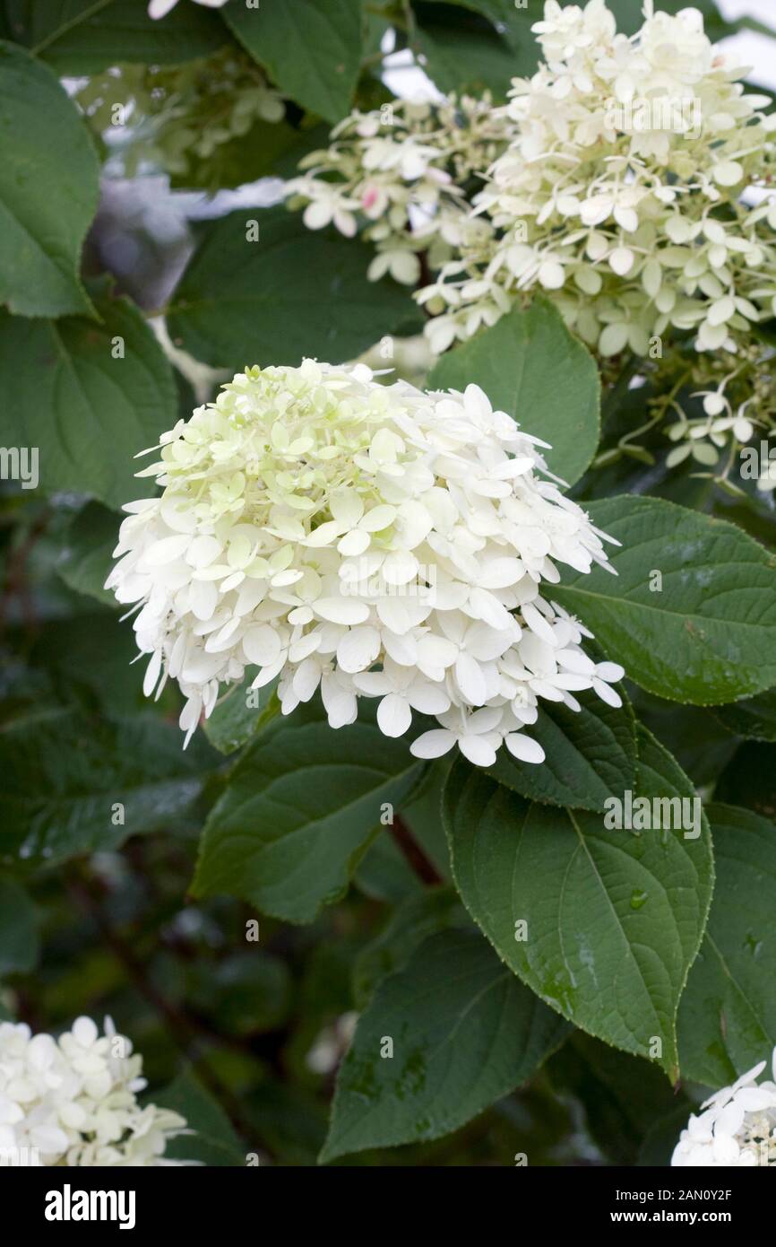 Three Dogs In A Garden Hydrangeas Care Basics Old New Varieties
