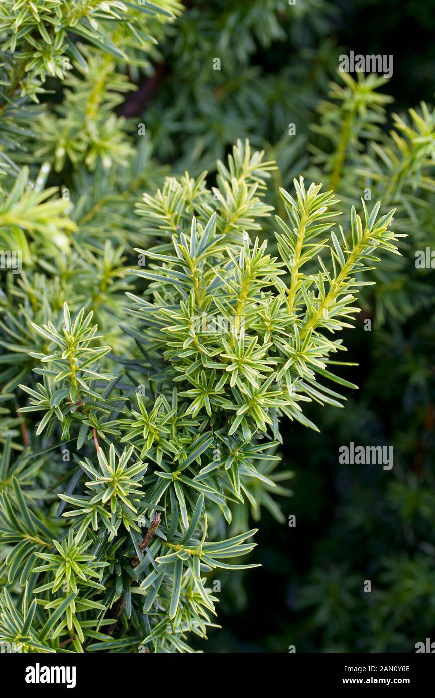 TAXUS CUSPIDATA 'BRIGHT GOLD' Banque D'Images
