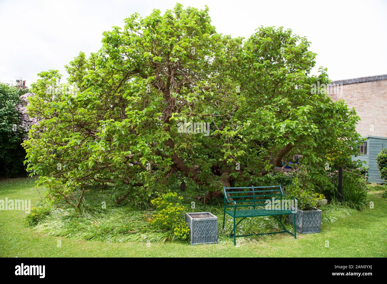 MORUS NIGRA AU JARDIN DE LA MAISON DE GAINSBOROUGH SUDBURY. Lieu de naissance de Thomas Gainsborough. Banque D'Images