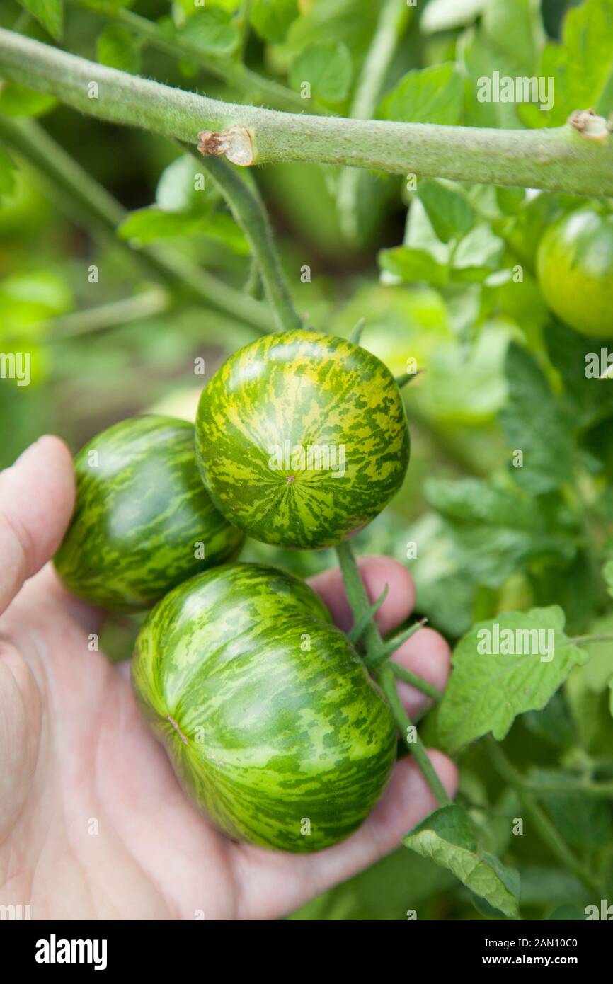 Tomate GREEN ZEBRA PICKING Banque D'Images