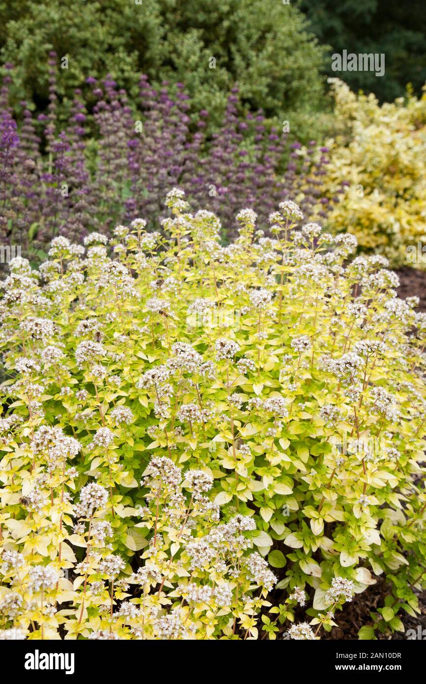 ORIGANUM VULGARE 'THUMBLES VARIÉTÉ" Banque D'Images