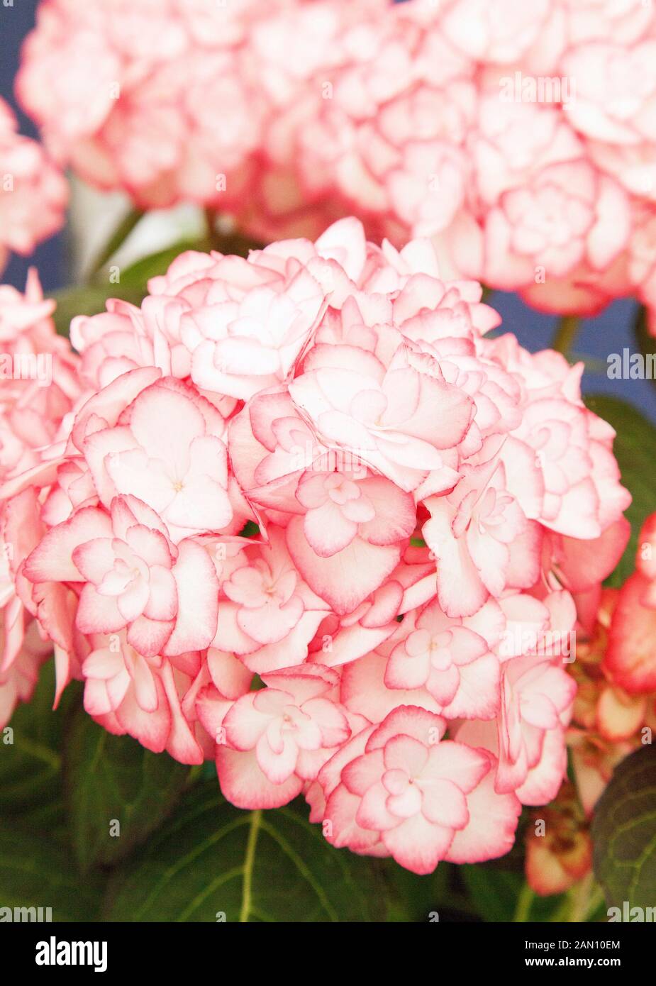 HYDRANGEA MACROPHYLLA 'MISS SAORI' (RHS PLANT DE L'ANNÉE 2014) Banque D'Images