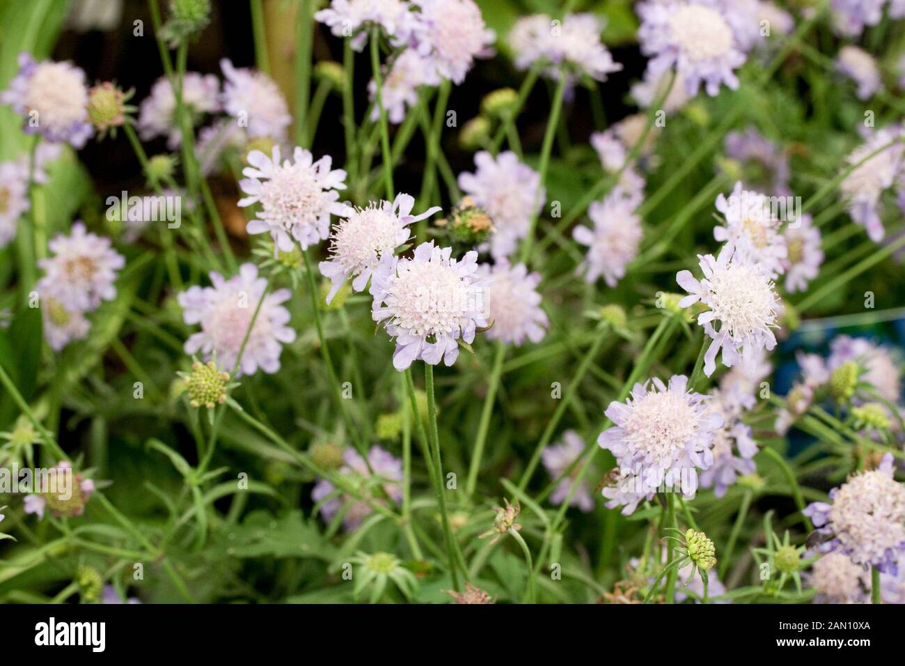 SCABIOSA 'BLUE DIAMONDS' Banque D'Images