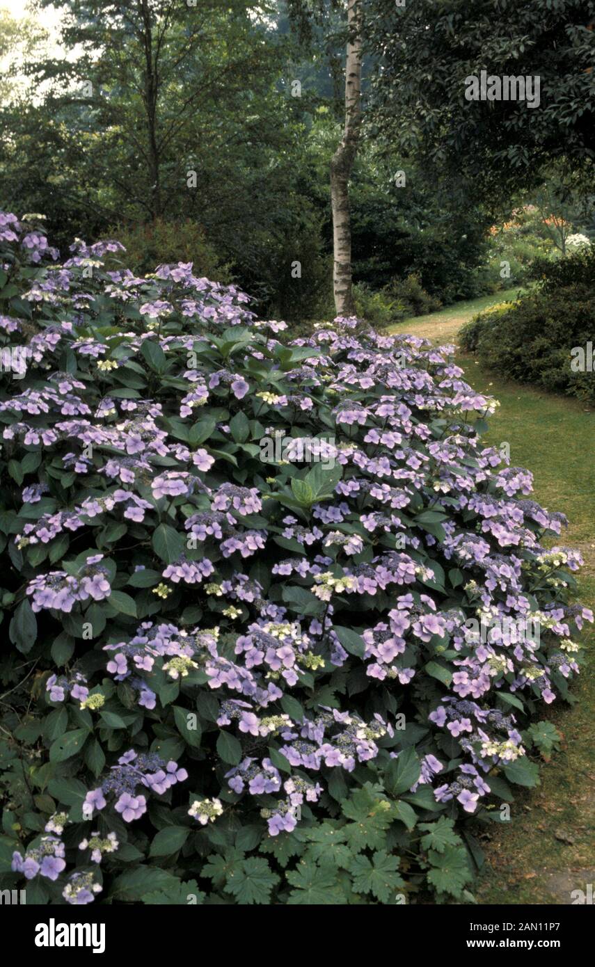 L'HYDRANGEA BLUE WAVE SYN. MARIESII PERFECTA Banque D'Images