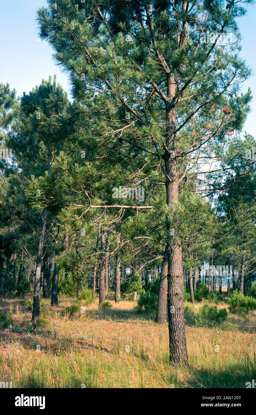 PINUS MARITIMA (forêt de pins maritimes sauvages) Banque D'Images