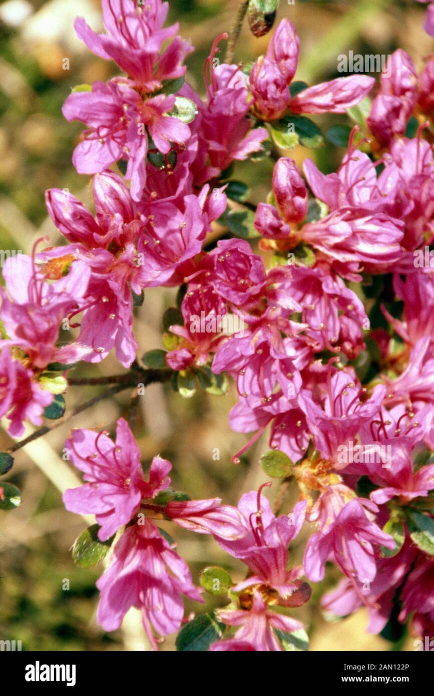 RHODODENDRON 'AMOENA' (AZALEA 'AMOENA') Banque D'Images