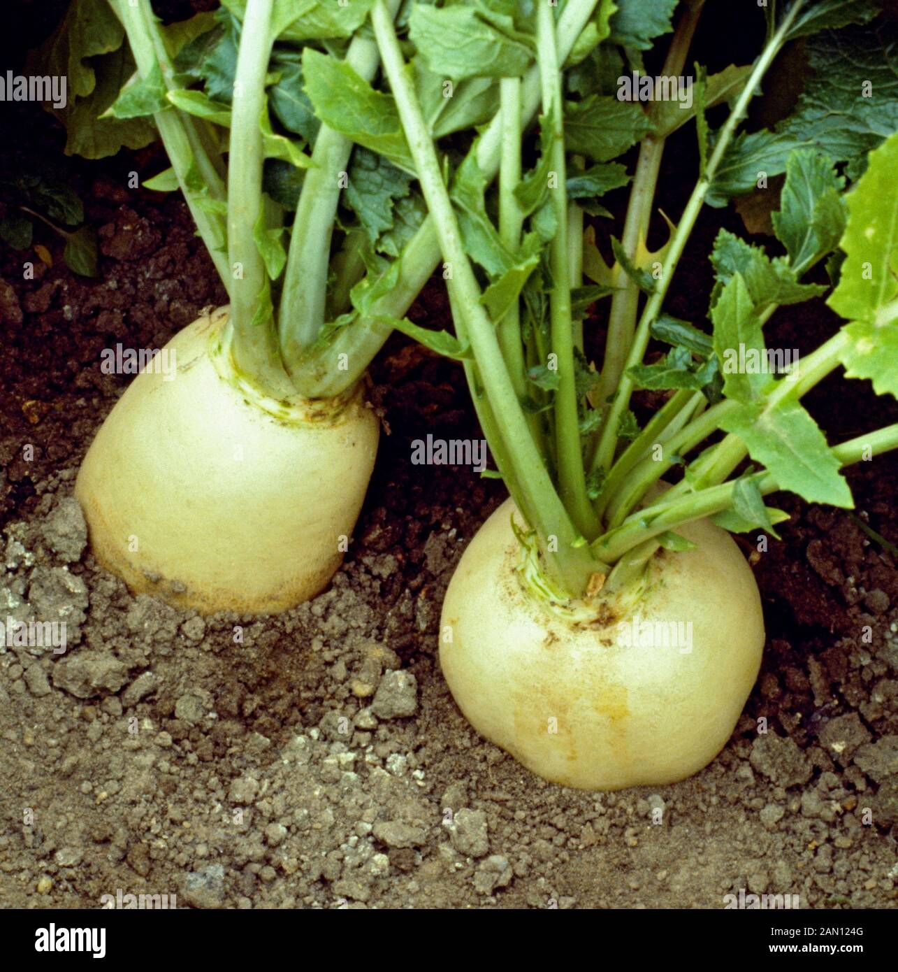 BRASSICA RAPA "boule de neige" (NAVETS "boule de neige") Banque D'Images