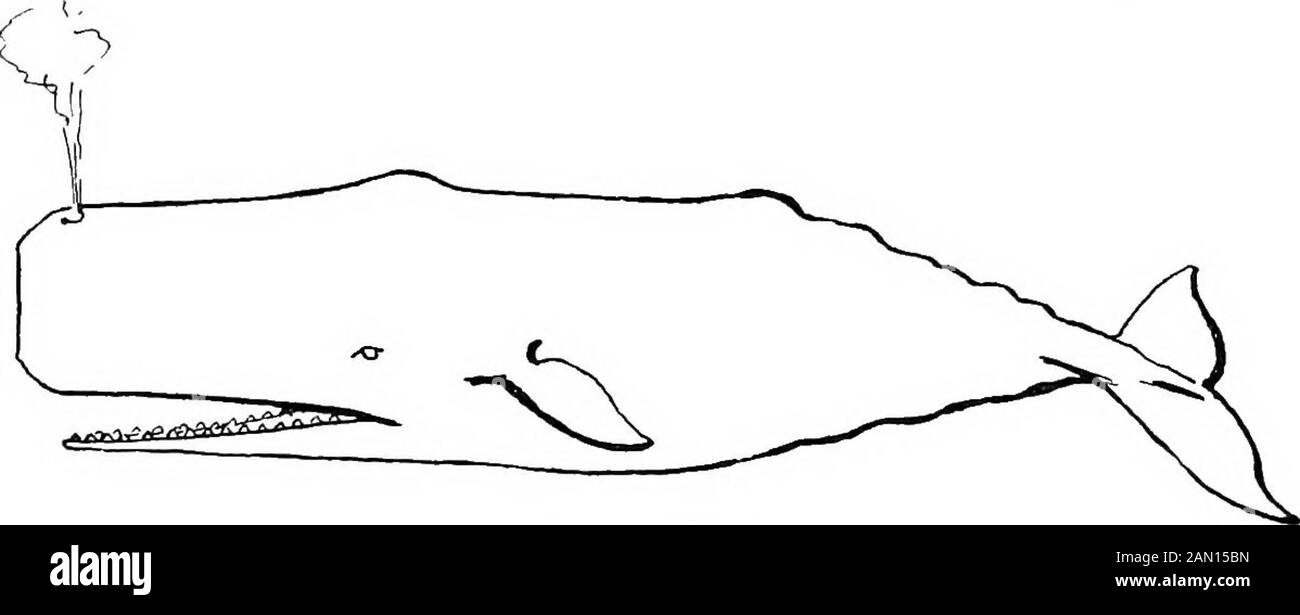 Mammifères de Californie. Musée de la région, thinksit est douteux si cette baleine est distincte de Balxnoptera physalus. 26 MAMMIFÈRES DE CALIFORNIE. Dents du sous-ordre denticète (dent—Baleine.)Les Dents sont presque toujours présentes dans la mâchoire inférieure et souvent dans l'upiper; pas de bali; rami de la mâchoire inférieure unis par une symphyscelsuture; orgues olfactives rudimentaires ou absentes; narines combattues dans un spiracle. Physeteridae De La Famille. (Le Chalot.)mâchoire inférieure élancée et fixée avec des dents, généralement nombreuses,parfois peu; mâchoire supérieure large et édenté; tête large; costalcartileges non ossifiés; crâne habituellement asymétrique. Physeterin De Sous-Famille Banque D'Images