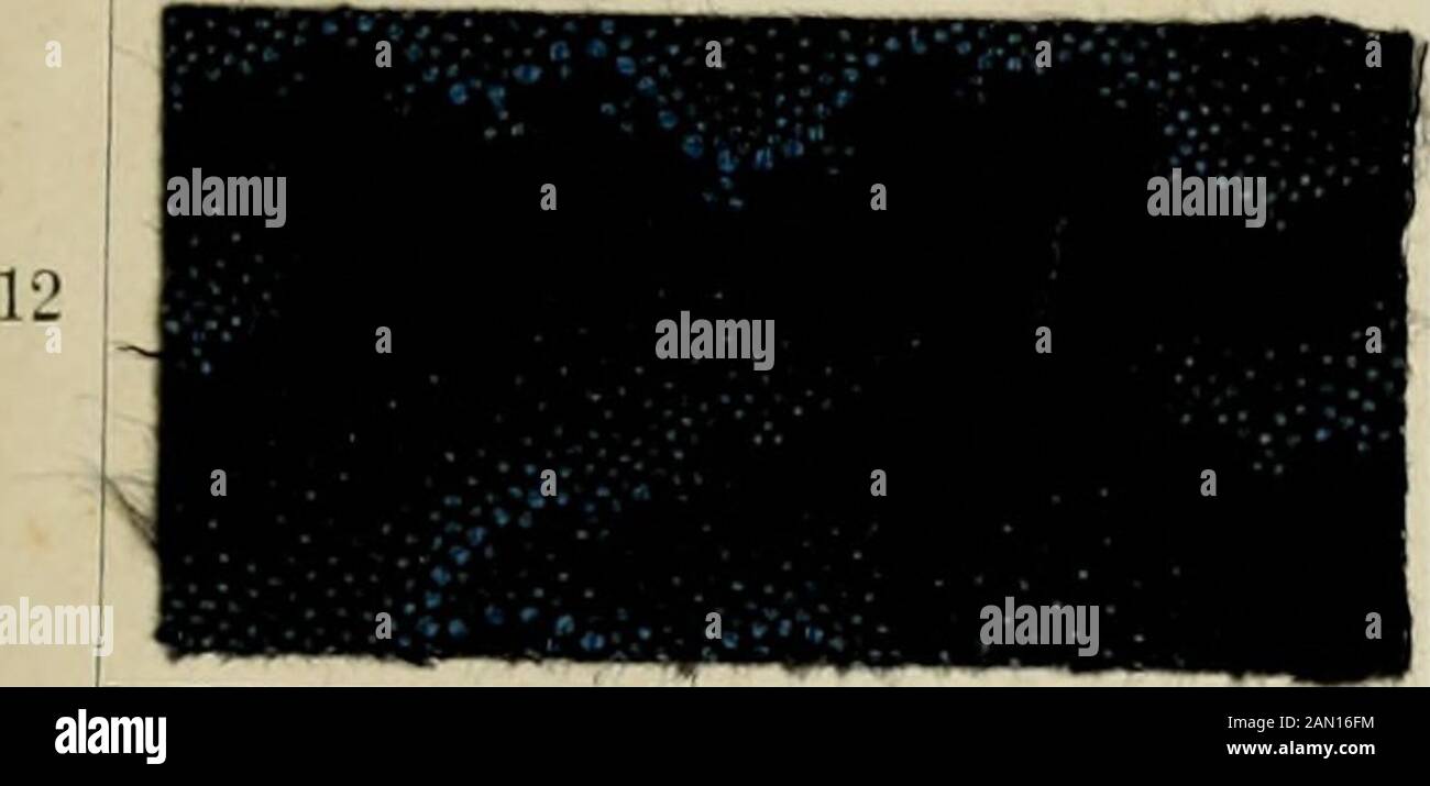 L'application des couleurs benzidine dans toutes les branches de l'impression . r jQO grms. Bril. Bleu benzo 6 B2 „ „ 100 „ phosphate de salopine 2,s, ou Lou litres d'eau. N° 1:5. 2,5 g ou 2 oz. Chrysamine G dans powd.2 ., „ 100 „ phosphate de soda12;» galls, ou 100 litres d'eau. N° U. a OZ. Ou 37,.5 grms. Benzo Fast Black1,i „ „ 100 „ phosphate de salop10. ., 100 litres d'eau. Grains de 15,3 oz. Ou ISU. Benzo Violet R1 „ ,. CO „ Benzo Sky Blue3 „ „ 200 „ phosphate de salop10 ou 100 litres d'eau. IG.4 oz. Ou 200 grms. Benzo Sky Blue4 „ „ 200 „ phosphate de soda12,i galls, ou W lit Banque D'Images