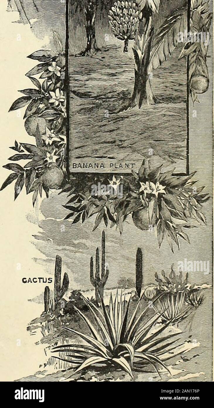 Géographie avancée . s'accrochent aux arbres de rocksand. Le trèfle cherche la lumière du soleil chaude. Beaucoup de fougères poussent dans des bois ombragés. Les graines de plantes marécageuses peuvent être soufflées dans des champs sablonneux secs, mais là ils mourront. Si les graines charvelles sont semées dans un marais, elles pourrissent. Certaines sortes de riz poussent dans les champs d'inondations, tandis que de nombreuses plantes de cactus se développent dans les déserts. Certaines plantes ont besoin d'une saison chaude plus longue que d'autres afin de mûrir les théirgraines. Les fleurs d'orange couvrent souvent un arbre au début du printemps alors que les branches sont encore chargées avec des fruits d'or des dernières années fleurs. Le pommier fleurit au printemps, et ses fruits rip Banque D'Images