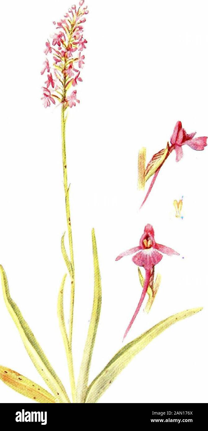 Plante-vie, avec 74 illus pleine page., 24 étant de photos, par l'auteur et 50 en couleur de dessins . ocotylédons sont couronnés par les Orchids les plus remarquables et ingénieux, qui peuvent être à juste titre regardedas les plantes les plus spécialisées de toute la classe. Weeshall a plus à dire à leur sujet dans un chapitre ultérieur; entre-temps, il suffit de noter qu'ils sont nombreux, dont plus de 5000 espèces sont connues, dont moins de cinquante se produisent en Grande-Bretagne. Dicotylédons. Comme dans le royaume animal la vie animale trouve sa fullesmanifestation dans les mammifères, avec l'homme à la tête, ainsi il est dans les rangs de la Dicoty Banque D'Images