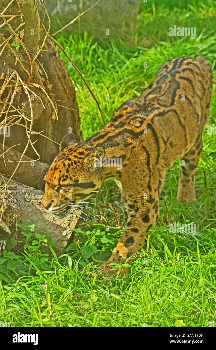 Cloued Leoard AsiaAsia Neofelis nebulosa Banque D'Images