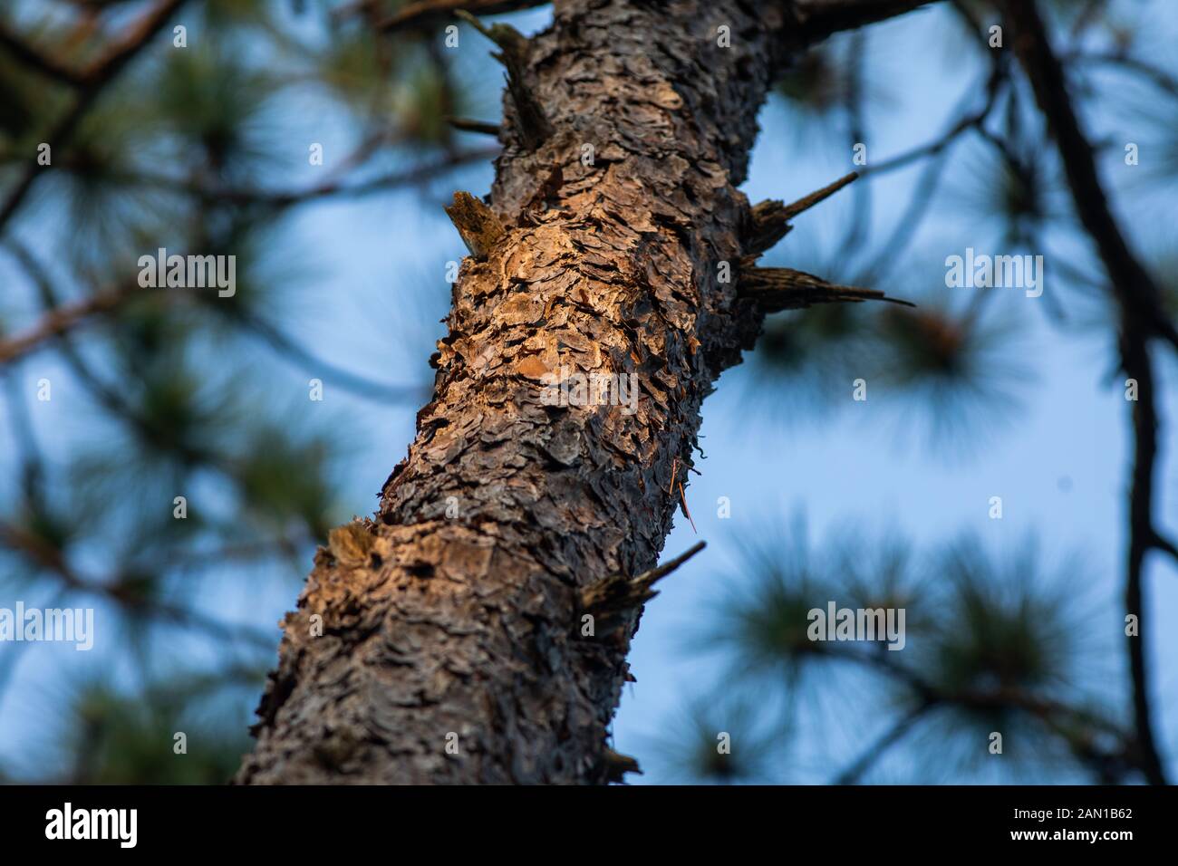 Tronc d’arbre de pin Banque D'Images