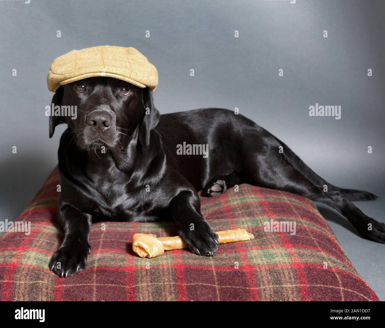 Chien dans une casquette avec un os Banque D'Images