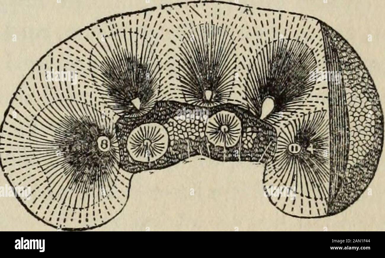 Connaissance de la santé : une connaissance approfondie et concise de la prévention, des causes et des traitements de la maladie, simplifiée pour l'utilisation à domicile . couches distinctes, l'extérieur, qui a une apparence granuleuse, appelée le cortex ou l'écorce, et l'intérieur, qui se compose d'un certain nombre de striatedmasses pyramidales w^ith leurs apices pro-jecting dans le bassin rénal, appelé la moelle. La sous-position du rein consiste en un nombre de tubules complexes et allonges de minute, avec s^qui sont associés à des numéouspetits vaisseaux sanguins. Chaque tubule commence dans une section cortex du rein. À partir d'une petite dilatation dans laquelle Banque D'Images