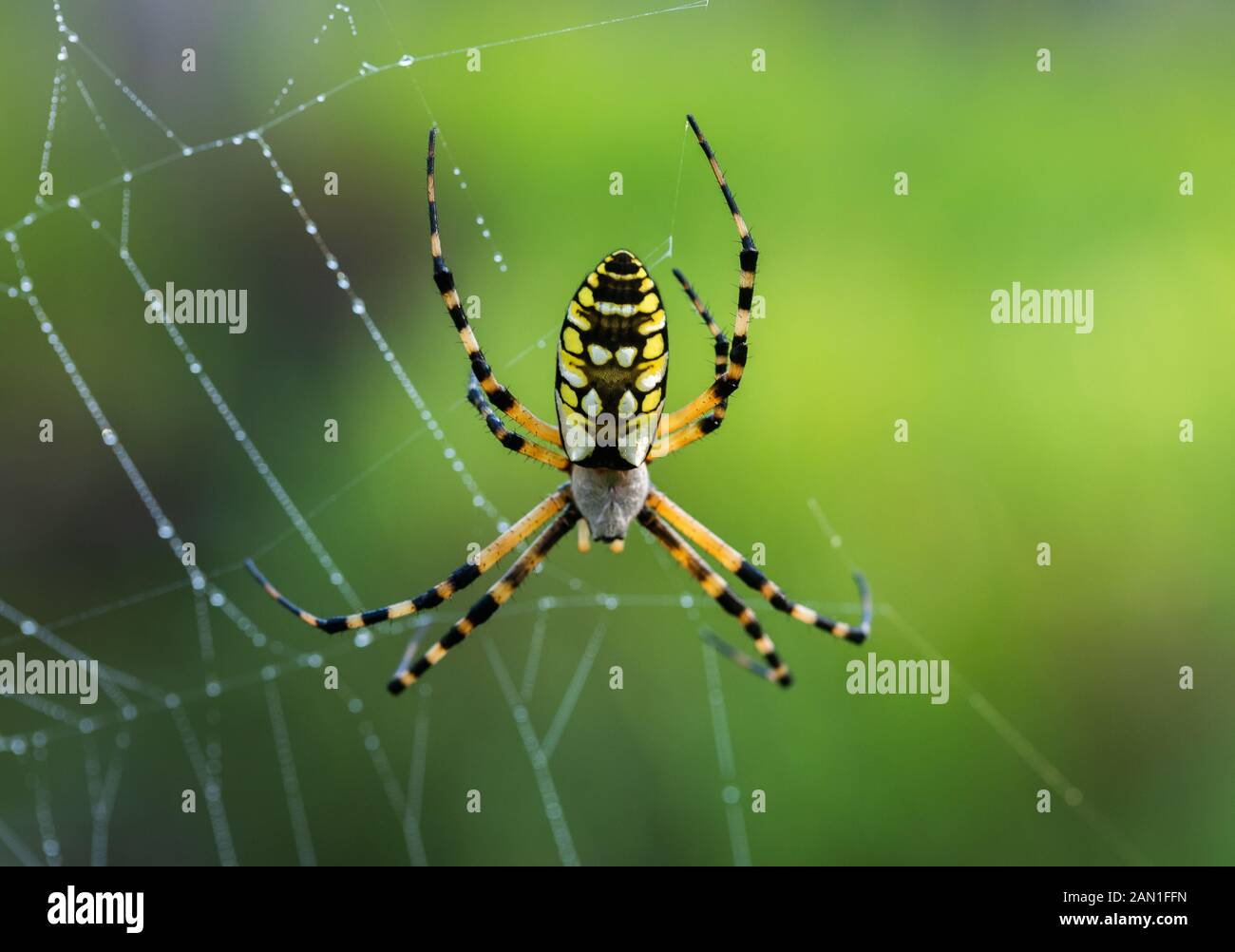 Spider sur le Web dans les bois Banque D'Images