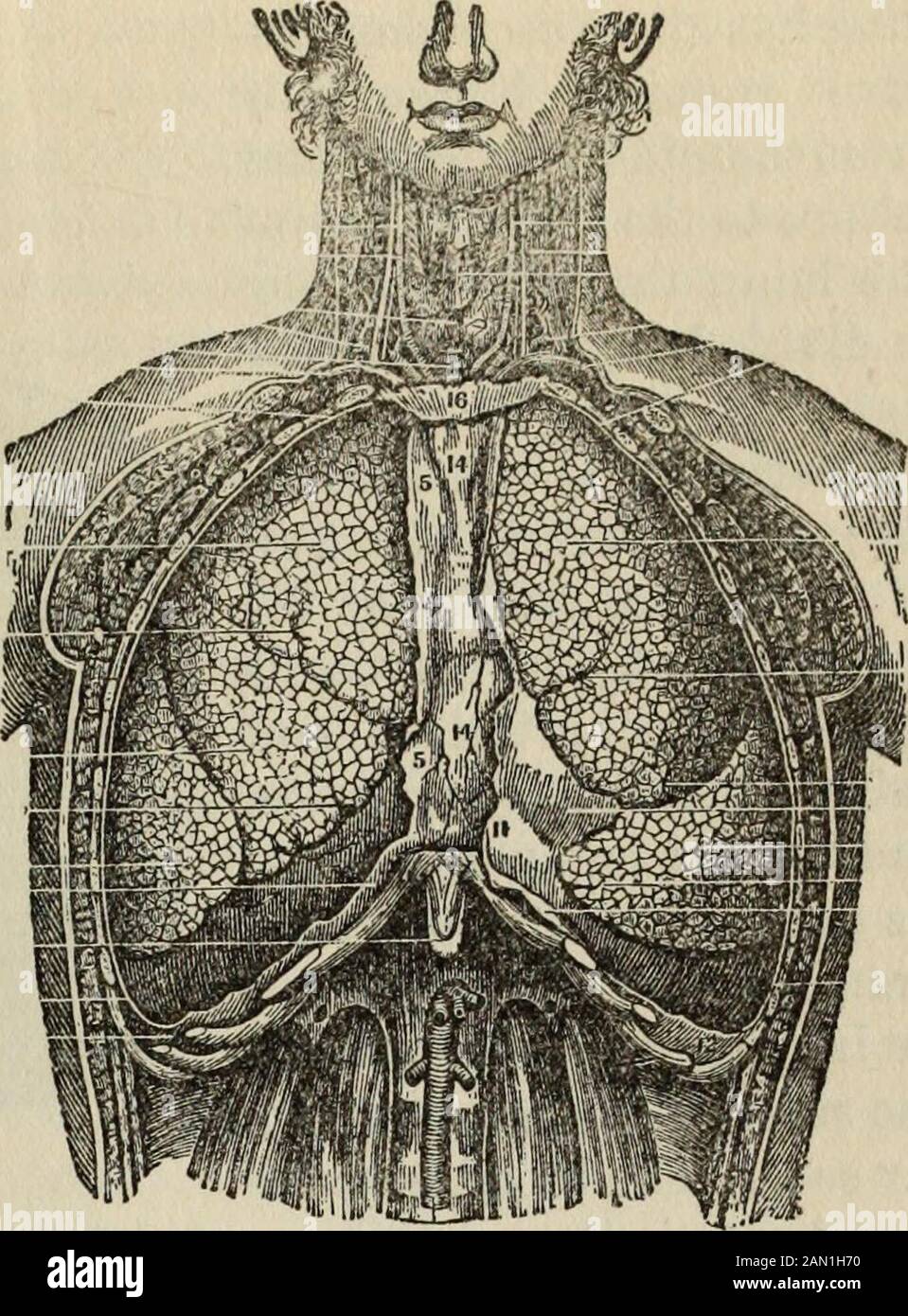 Connaissance de la santé : une connaissance approfondie et concise de la prévention, des causes et des traitements de la maladie, simplifiée pour l'utilisation à la maison . les air-pas-sages deviennent plus petits les cartilages disparaissent progressivement, et les fibres musculaires forment une couche tout autour des passages. Les poumons sont de deux en nombre et sont coniques, spongieux, vascularisés, situés un de chaque côté du thorax. Chacun est couvert par la plèvre, qui est continue à la racine des poumons avec une membrane similaire qui ligne la cavité de la poitrine, l'espace entre les deux membranes étant appelées la cavité pleurale. Sur le côté droit, il peut l'être Banque D'Images
