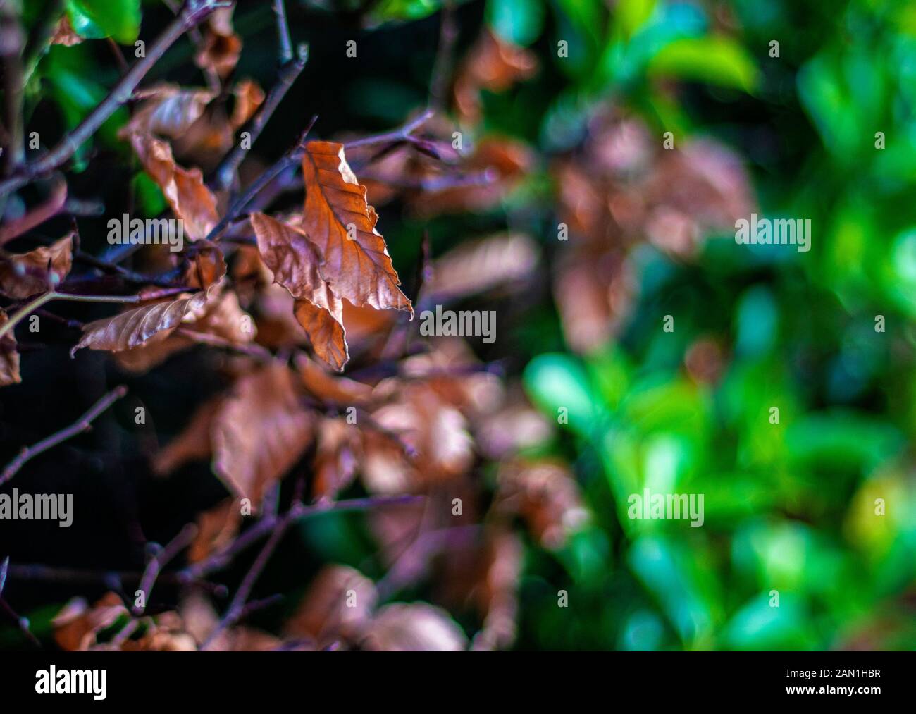 Marron et vert Banque D'Images
