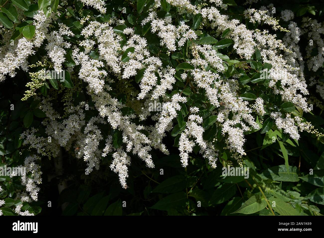 Fleurs parfumées blanc de Ligustrum vulgare Banque D'Images