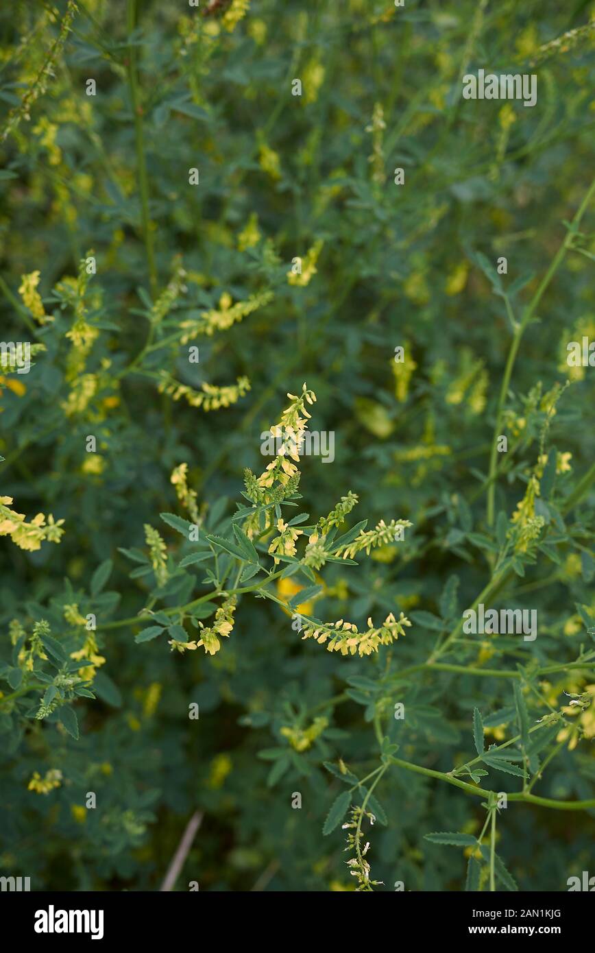 Fleurs jaunes de Melilotus officinalis Banque D'Images