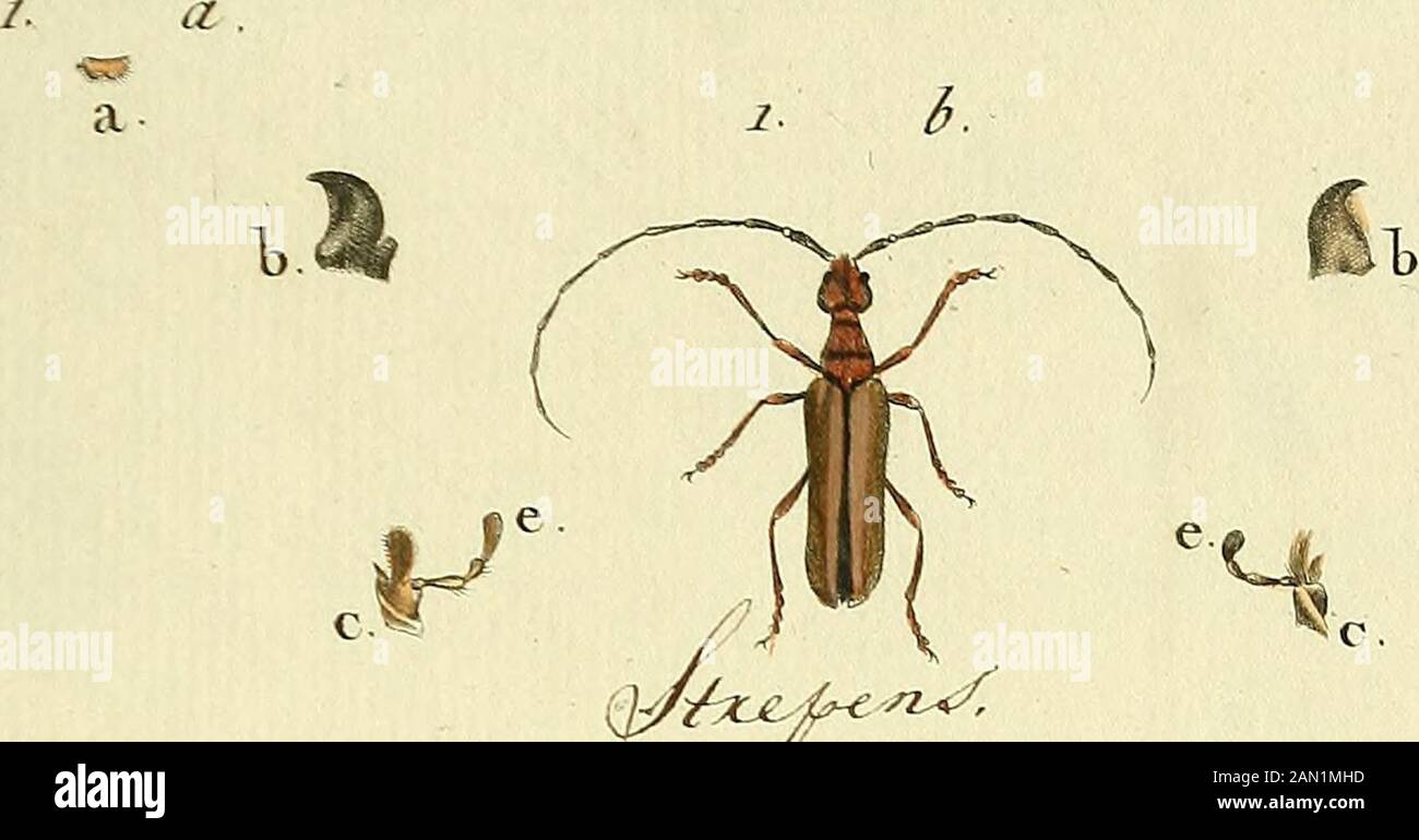 Entomologie, ou, Histoire naturelle des insectes : avec murs caracteurs génériques et spécifères, leur description, leur synonymie, et leur luminosité . ^ -^U/iésrtr mTUE,. JV° ^9 S TT. Is^ C ORE, Sten COlus &lt; «4 ^^c. 2. AA. L^L. I. vJI c. -F f a. 2. b. Banque D'Images