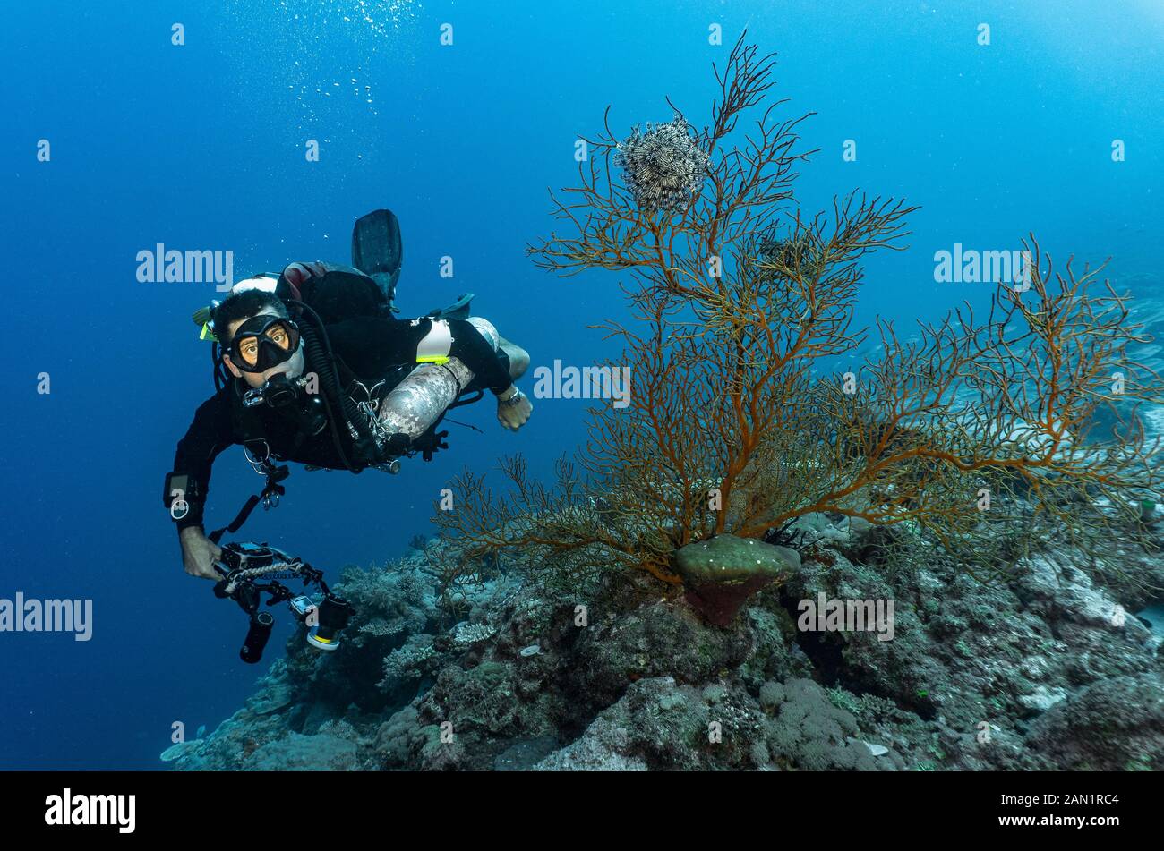Plongée sous-marine explorant la grande barrière de corail en Australie Banque D'Images