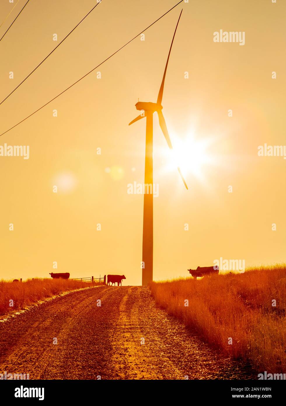 Éolienne sur le terrain avec du bétail pendant le coucher du soleil Banque D'Images