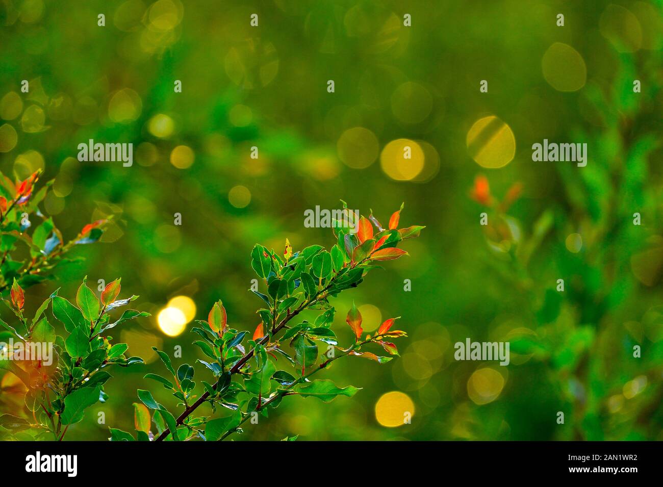 Une image abstraite horizontale de nature avec des buissons de saule et des feuilles vertes avec des réflexions circulaires de lumière. Banque D'Images