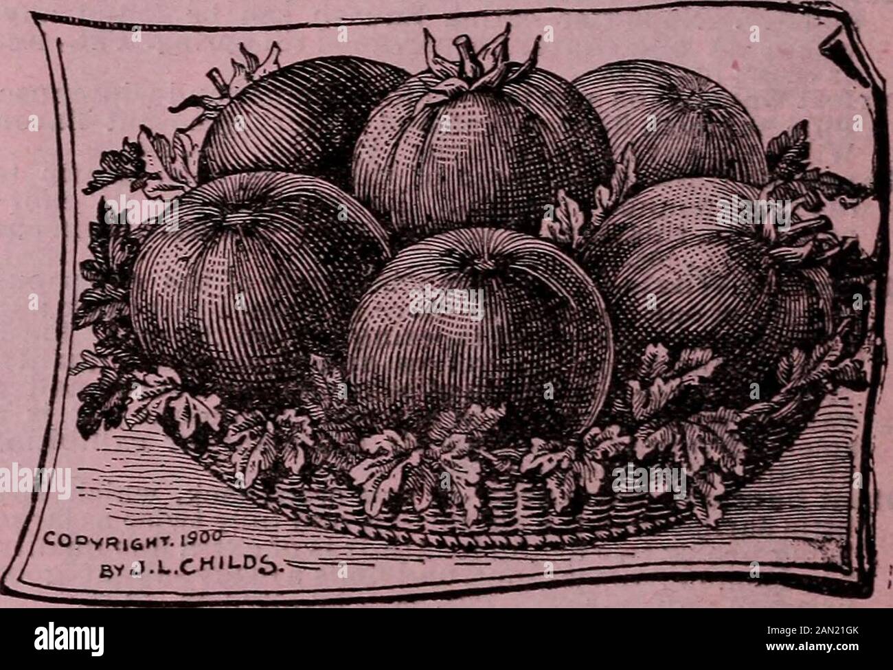 Catalogue de combinaison de Childs pour 1910 : graines de fleurs semences de légumes ampoules d'été bulbes rustiques et plantes maison plantes arbustes nouveaux fruits et néerlandais ou bulbes complets . et très bien plus tôt que n'importe quelle autre grande sorte de première classe - contrairement à d'autres tomates de base-ball tôt n'est pas petite mais très grande; l'une des plus grandes, et de toutes les chances la variété la plus lisse, la plus lourde et la plus solide dans la culture. Il a très peu de cavité de graine mais a la pâte de chair solide, tendre, aud libre de toutes traces de grossièreté ou noyau vert. C'est une couleur de tich cramoisi à travers et d'une qualité inégalée. De toute chance le Toma Banque D'Images