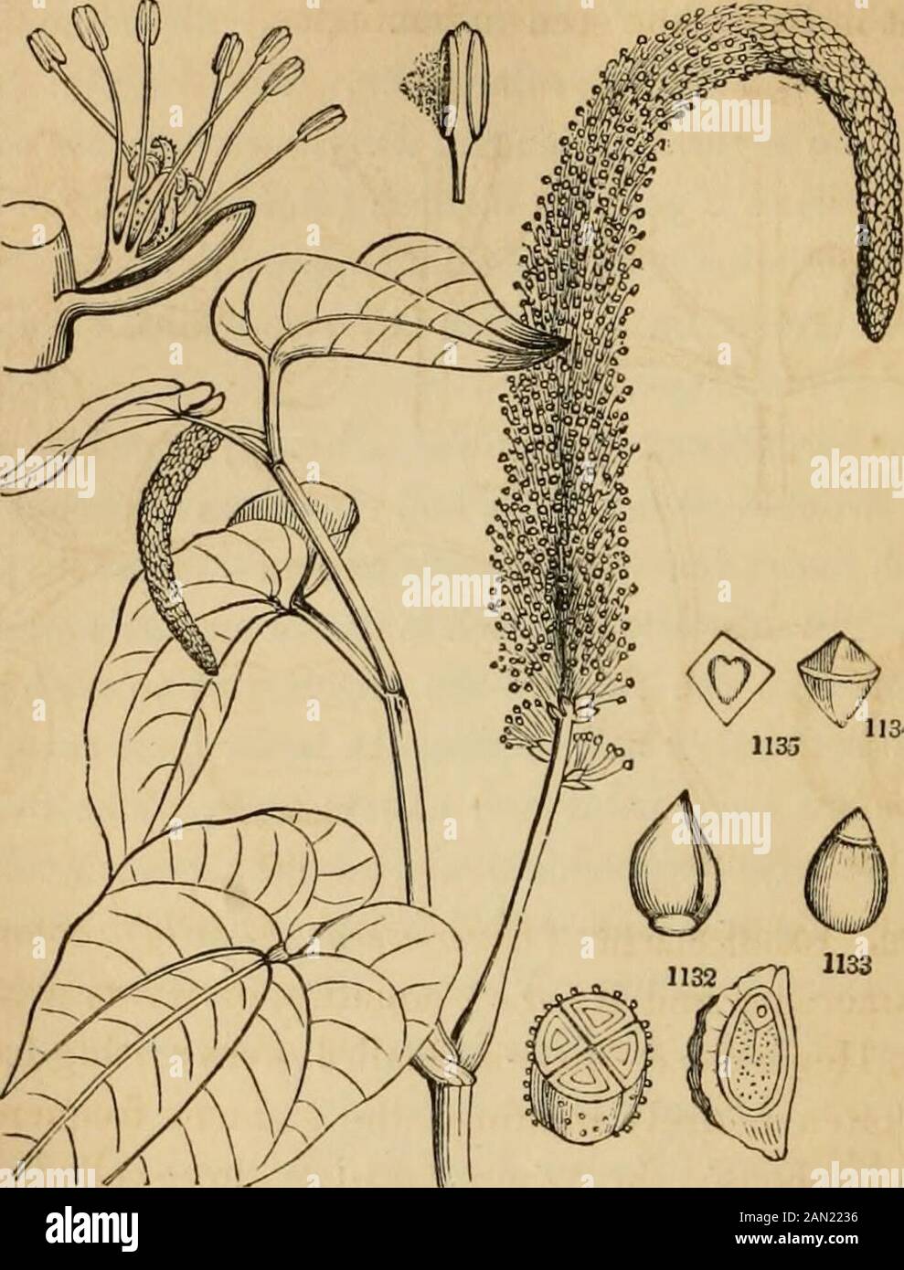 Introduction à la botanique structurelle et systématique, et la physiologie végétale, : étant un 5ème et remanié de l'ouvrage de texte botanique, illustré par plus de treize cents coupures de bois . albumen. — les propriétés de Pungentaand stimulant caractérisent l'ordre. Piper nigrum fourrure-nishes le poivre noir, et le poivre de Kliite est le même, avec la chair de la drupe enlevée. Les fruits de Cubeba officinalis, &c. meubles Cubebs, Avhich sont des aromatiques chauds, agissant également sur les branes mucus. La pungence dans toutes ces plantes est due à une huile et résine particularité. Ils produisent également une matière cristalline, la calledPiperine. Banque D'Images