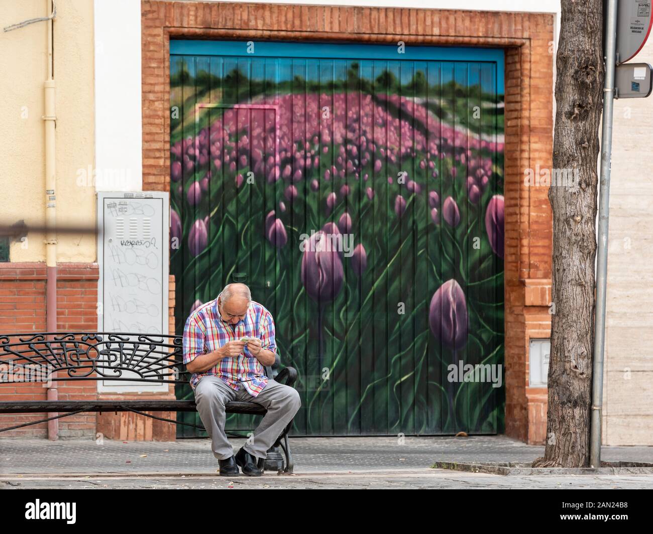 Un vieil homme est assis sur un banc de la Plaza San Juan de la Palma examinant soigneusement un reçu commercial, avec un champ de tulipes violettes peints derrière lui Banque D'Images