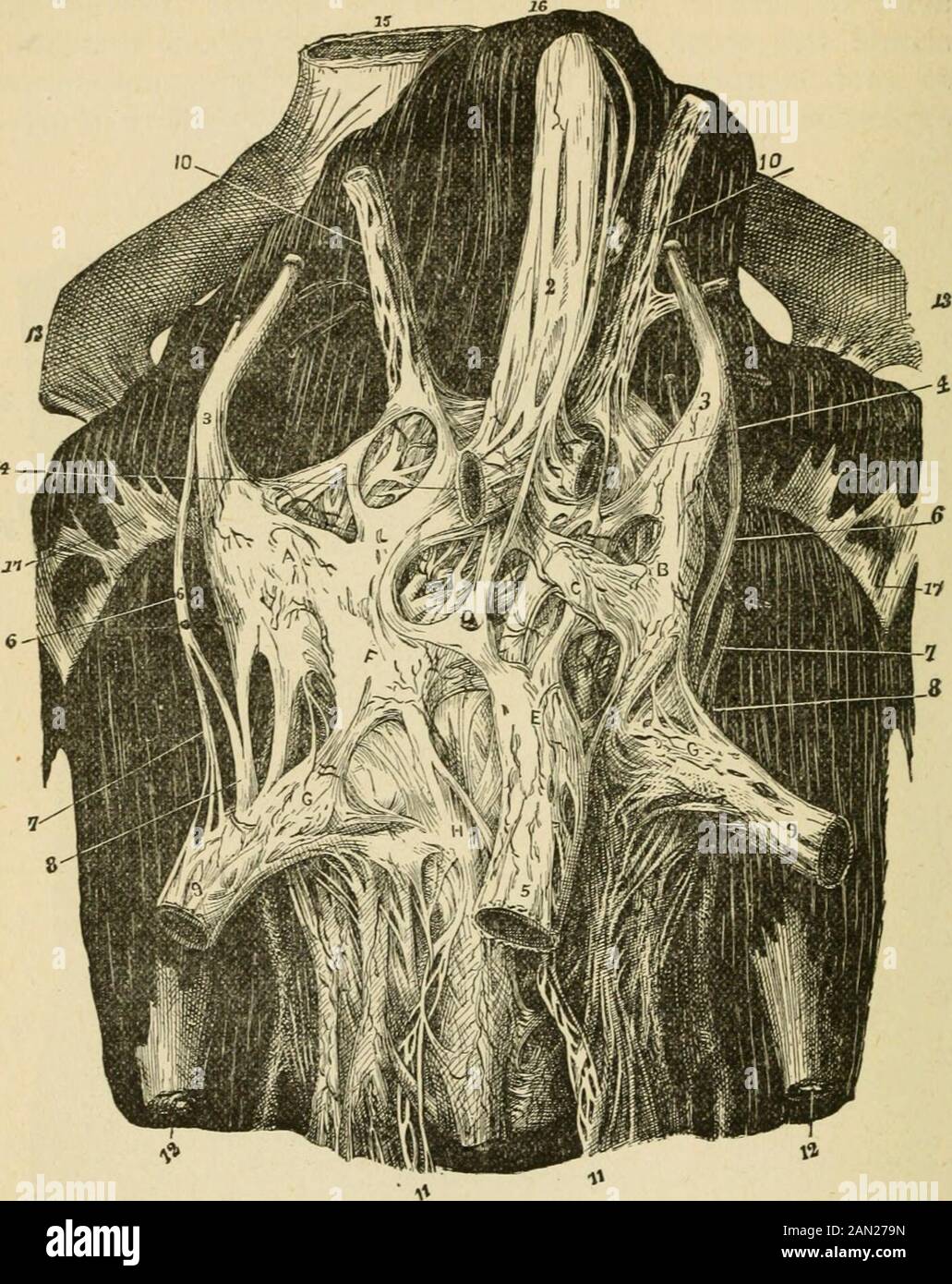 Les lois et les mécanismes de circulation, avec le principe impliqué dans le mouvement des animaux . Porc. 108.—Nerfs De La Mésenterie (réduite).—Bougery, etc. 1, racine de l'artère supermésentérique et du plexus nerveux (une partie du côlon transverse est excitée, afin de montrer cette circonstance) ; 2, plexus mésentérique supérieur ; 5, continuation 5, a-tion de même sur les parois des vaisseaux aux intestins ; A, intestins ; B, cecum ;C, annexe vermiformis ; D, côlon ascendant ; E, côlon transverse ; F, côlon descendant. 274 NELIVES AUX INTESTINS.. Fig. 109.—Plexus solaire (réduit).—Bougery, etc. Le laisser Banque D'Images