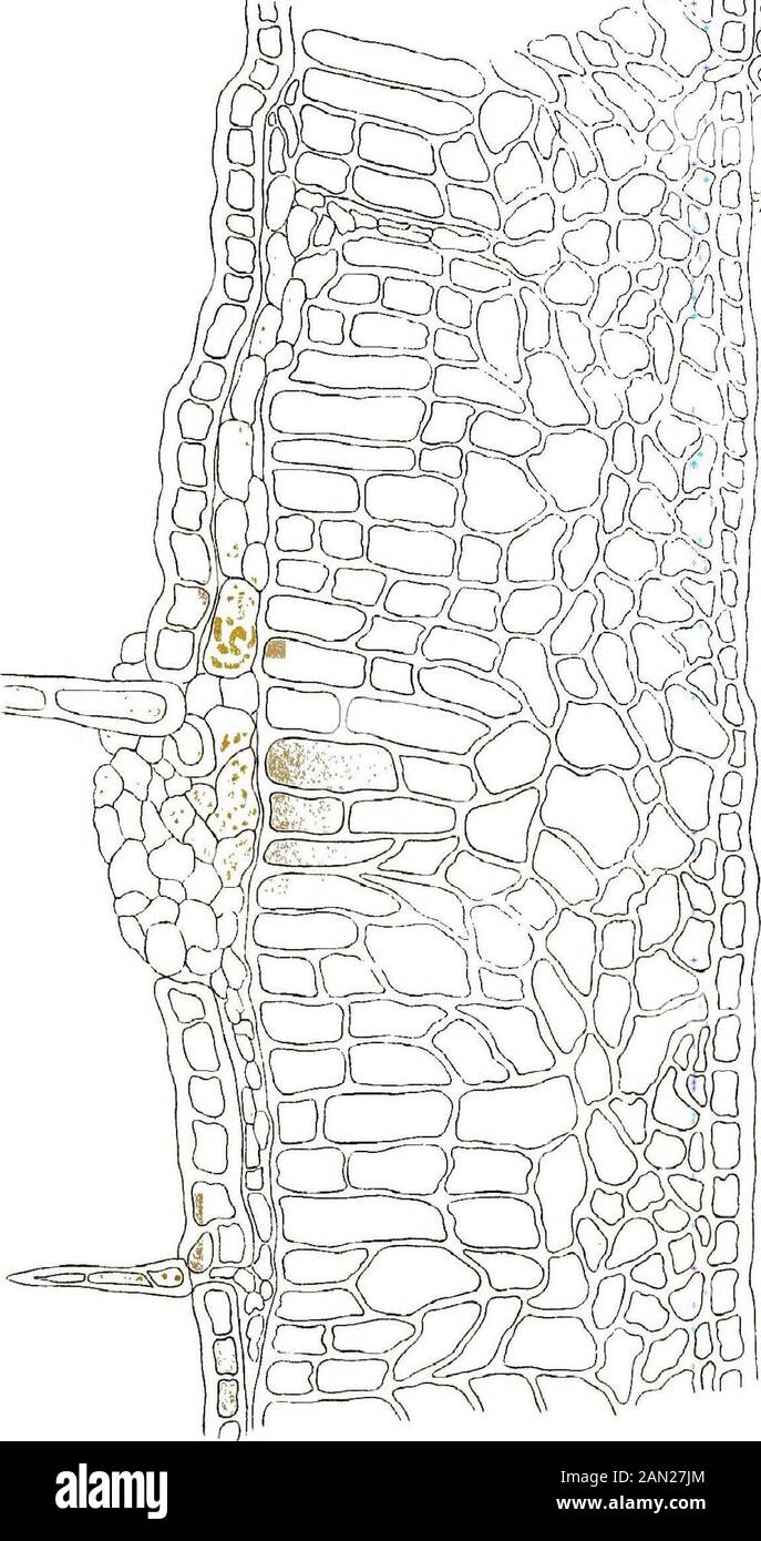 Céphaleuros virescens, Kunze: La rouille rouge du thé . Huth.llth Londoa. CEPHALEUROS VIRESCENS SUR FEUILLE DE THÉ. Sections à travers le patch algal, montrant {Fig. I) une croissance purement superficielle, anri (Fig.2) une croissance incorporée dans la cuticule. PAGTE V.. =1 Ha.-i,I. :h- Londo CEPHALEROS VIRESCENS SUR la section DES FEUILLES DE THÉ à travers le patch algal, montrant la pénétration complète de la feuille. PLOTE n. Banque D'Images