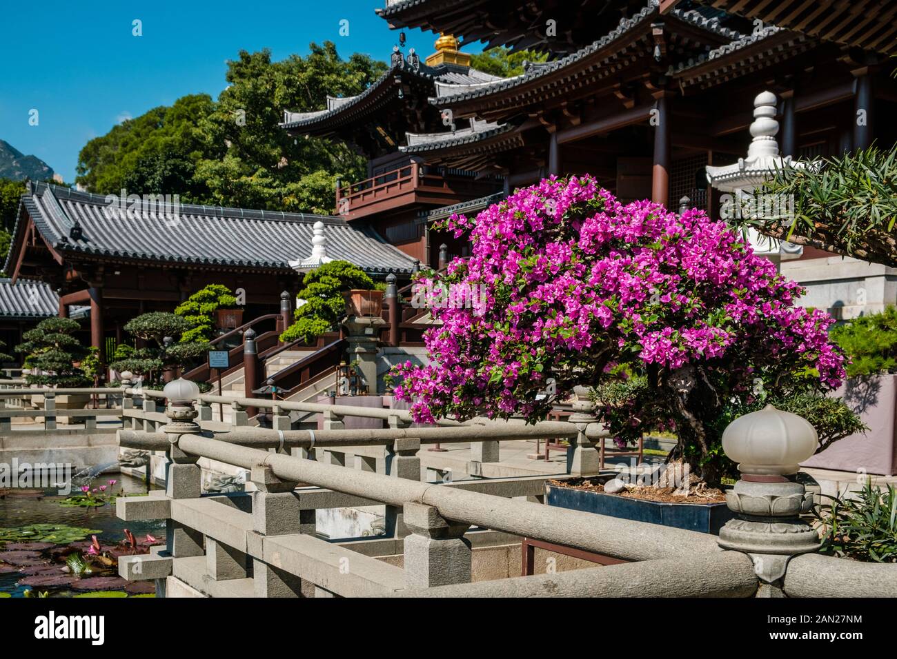 Hongkong, Chine - Novembre 2019: Arbres Bonsai dans le jardin chinois de la Nunnery Chi Lin, un temple bouddhiste à Hong Kong Banque D'Images