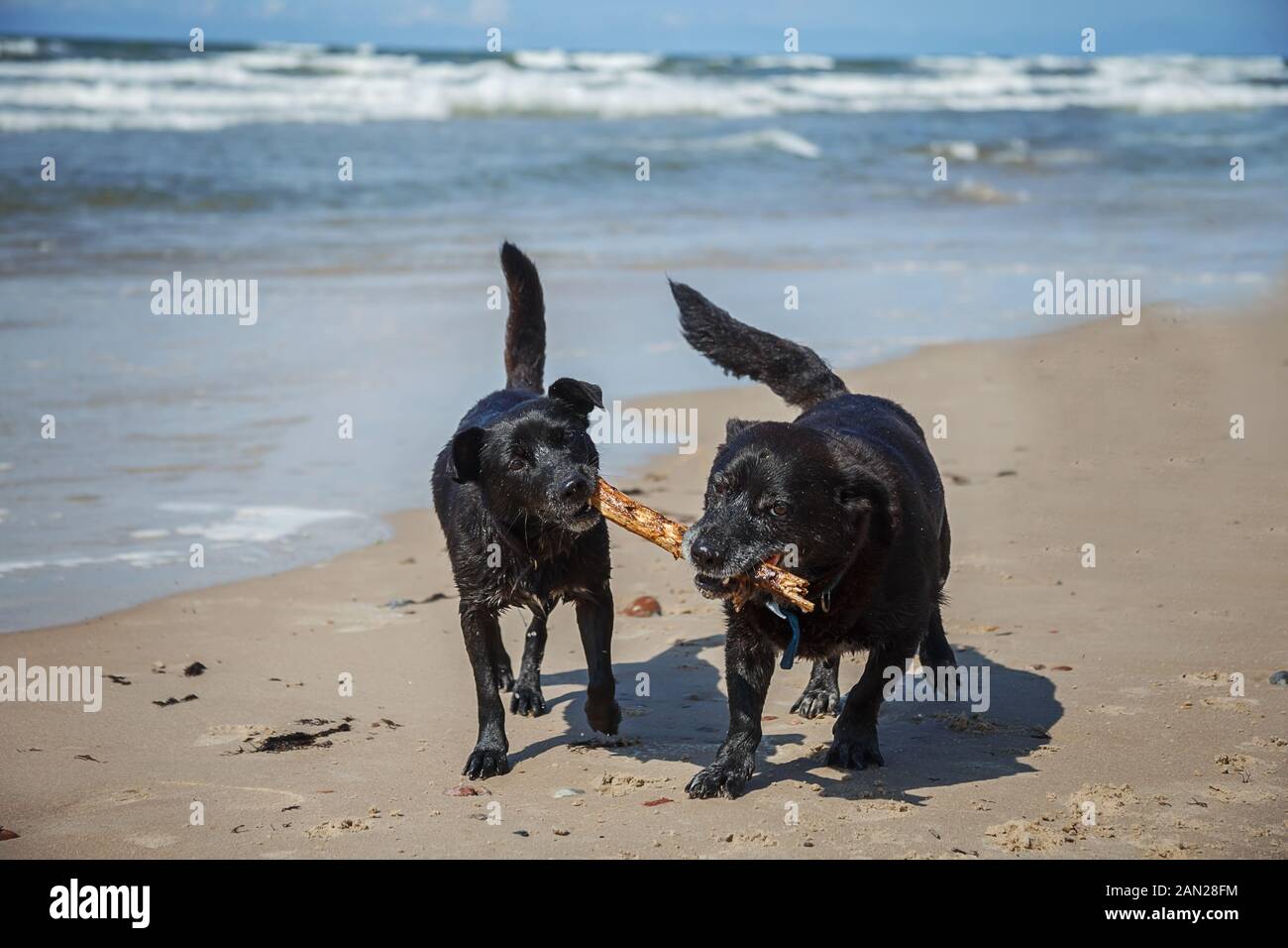 Deux chiens noirs jouant avec bâton en bois dans une plage. La mer floue dans un arrière-plan. La Lettonie, en Europe Banque D'Images