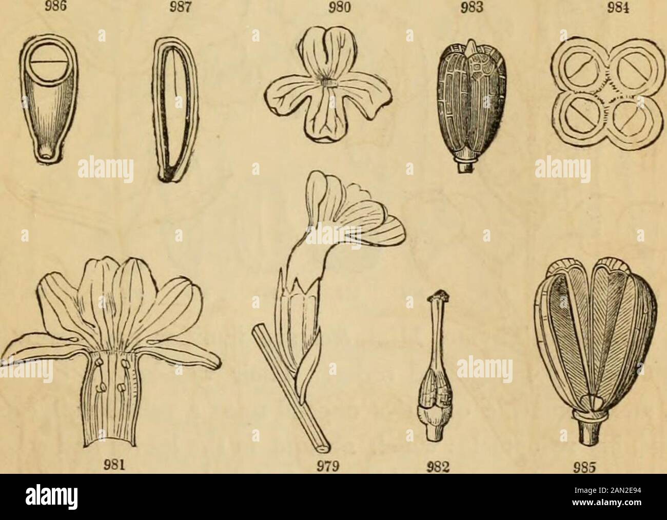 Introduction à la botanique structurelle et systématique, et physiologie végétale, : étant un 5ème et rééditdu livre de texte botanique, illustré avec plus de treize cents coupures de bois . rarement anthérifère, ou souvent seulement deux, onepair étant soit supprimé ou réduit à des filaments stériles. Ovaryfree, à deux cellules, avec le placenta? unis dans l'axe. Capsule à deux valve. Graines indéfinies, ou parfois peu, albumineuses. Embryosmall. — Ex. Scrophularia, Verbascum (Mullein, qui est remarquable pour la corolle presque régulière, et les cinq sta-mens souvent presque parfaits), Linaria, Antirrhinum (Snapdragon), &lt Banque D'Images