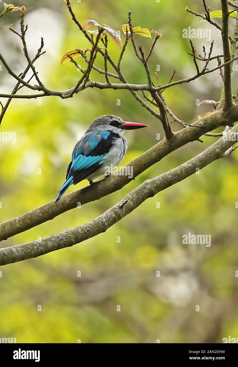 Woodland Kingfisher (Halcyon senegalensis senegalensis) Direction générale des adultes perché sur le lac Victoria, en Ouganda Novembre Banque D'Images