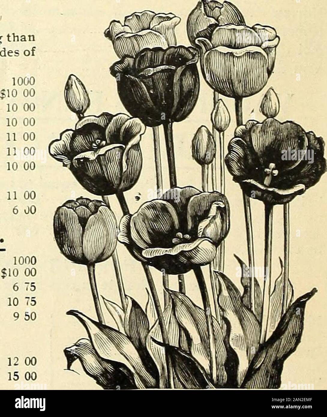 Prix spéciaux des ampoules à l'importation de Vaughan pour la saison 1904 . TULIPES PERROQUET. Il n'y a rien qui fera plus d'un spectacle pour la literie thanthelles en raison de leurs couleurs brillantes, composé de toutes les nuances de rouge intermélangé et variégée avec vert et jaune. Pour 100 Constantinople, rouge S 10 Gloriosa 1 10 Lutea, grand jaune 1 1,1 Markgraaf, orange 1 25 F»erfecta, jaune, repéré 1 23 couleur café, marron et jaune 1 10 Cramoisi Brillant, profond cramoisi, avec grand centre en forme d'étoile, Les meilleures variétés de Parrot 1 25 MÉLANGE EXTRA FIN 75 TULIPES À FLEURS TARDIVES. TULIPE, GBSNERIANA. Par 100 Bo Banque D'Images