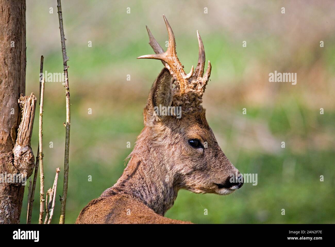 Le chevreuil capreolus capreolus, PORTRAIT D'HOMME, NORMANDIE EN FRANCE Banque D'Images