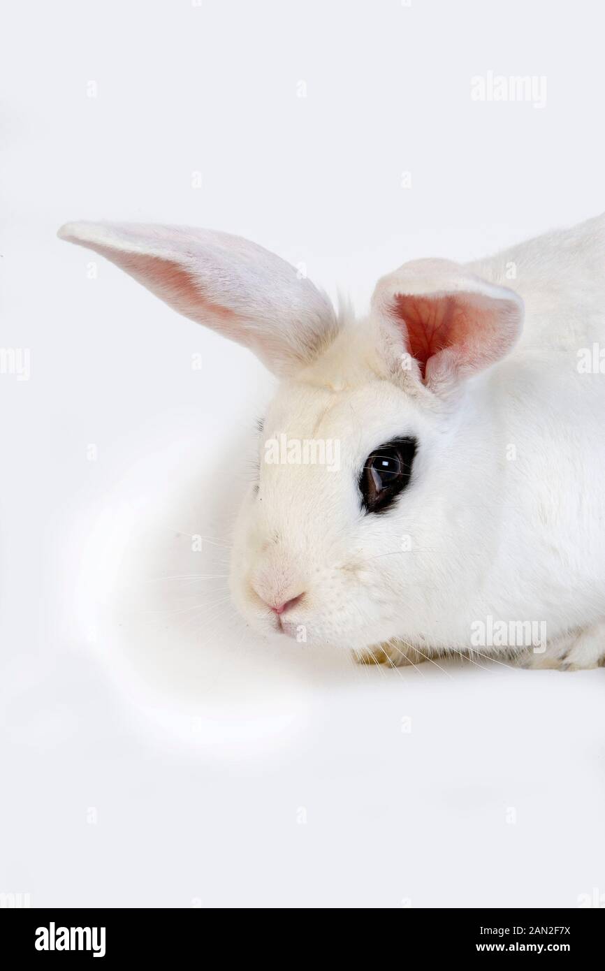 HOTOT LAPIN, une race de Normandie Banque D'Images