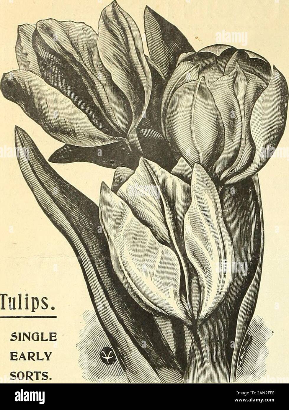 Prix spéciaux des ampoules à l'importation de Vaughan pour la saison 1904 . -f3.00 f 28.00 VAtGUAKS PRIX SPÉCIAUX DES AMPOULES À L'IMPORTATION. TULIPES SIMPLES. NAMEDVARITIES. Tulipes. SINGLEEARLYSORTS. Vaughan la Reine A Choisi Des Ampoules Pour les six dernières années nous avons fait une spécialité de fournir une qualité supérieure de la Reine Tulips et qui sont cueillis par nos producteurs néerlandais très soigneusement pour les ourFloristes Trade chaque saison.Pour 100, $1.00; pour 1000, $8.00; pour 5000, $39.00. Vaughan New Pink Fo^^ff^Re0arrc.,ynle., Ce tulipe est inégalée par toute autre variété d'itscolor. Comme une fleur coupée ou comme une usine de pot pour les ventes de Pâques il n'y a pas de chanter Banque D'Images