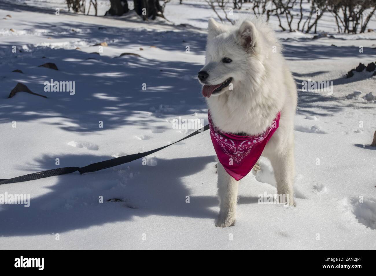 La belle American Eskimo Dog était heureux pendant la chute de neige en Jordanie Banque D'Images