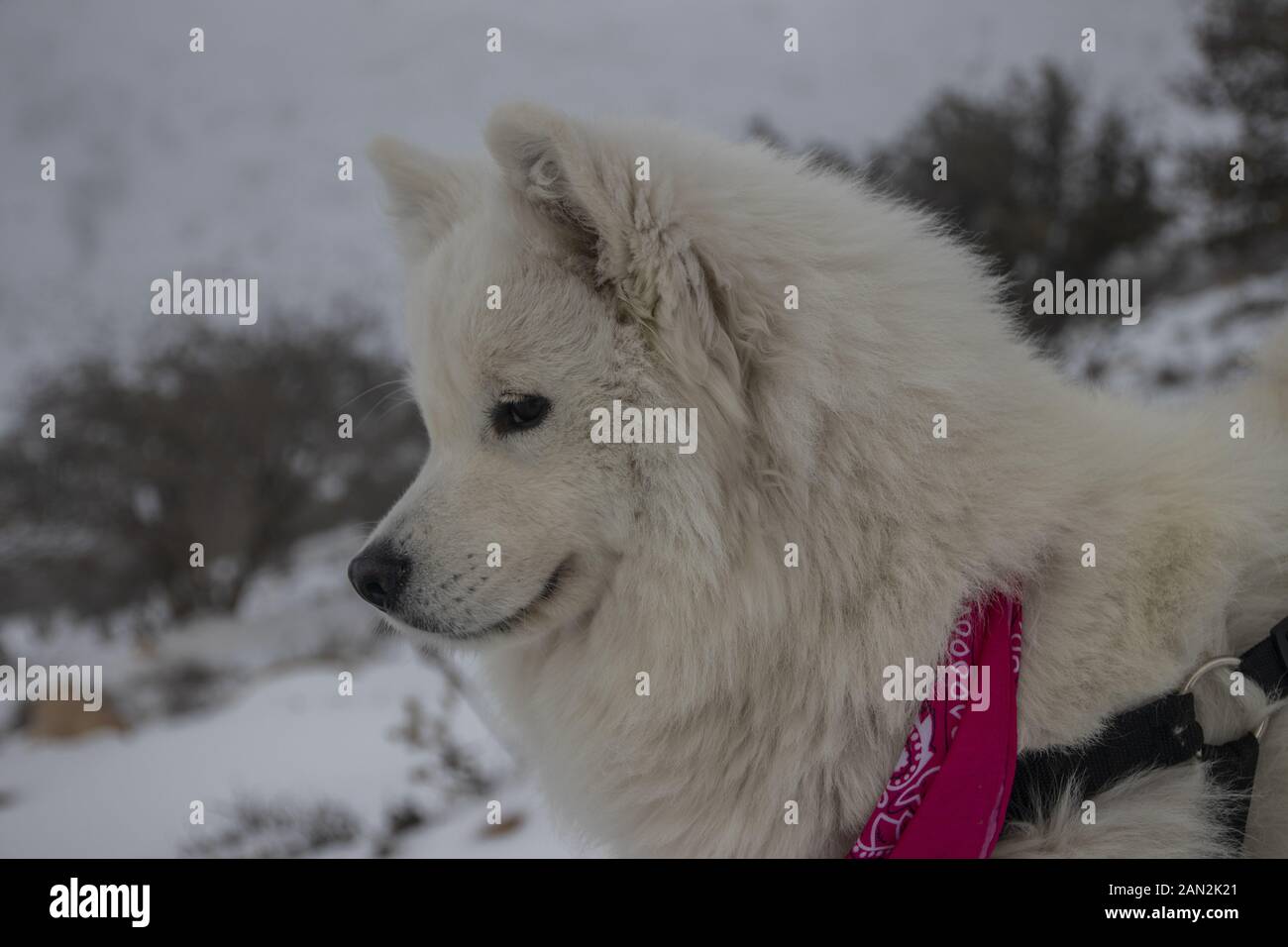 La belle American Eskimo Dog était heureux pendant la chute de neige en Jordanie Banque D'Images