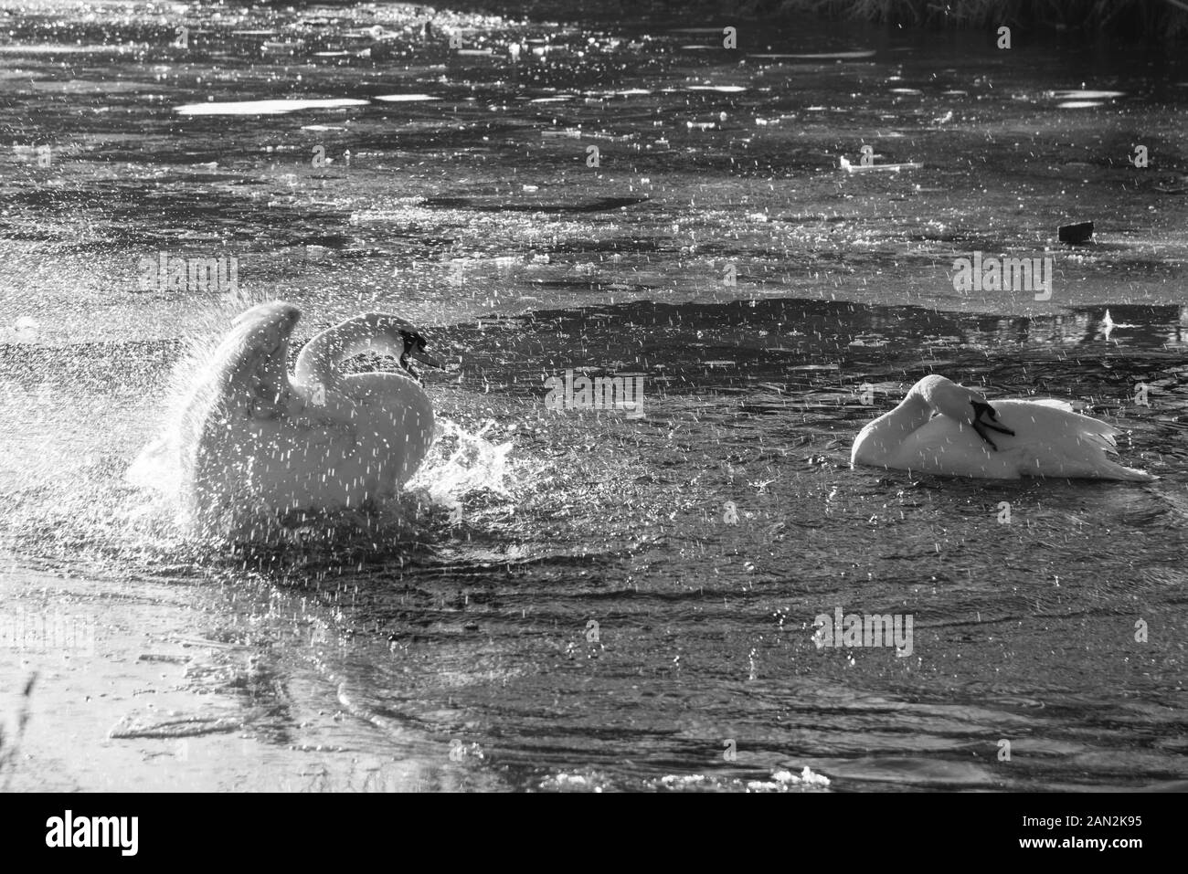 Cygnes en Riston, Angleterre Banque D'Images