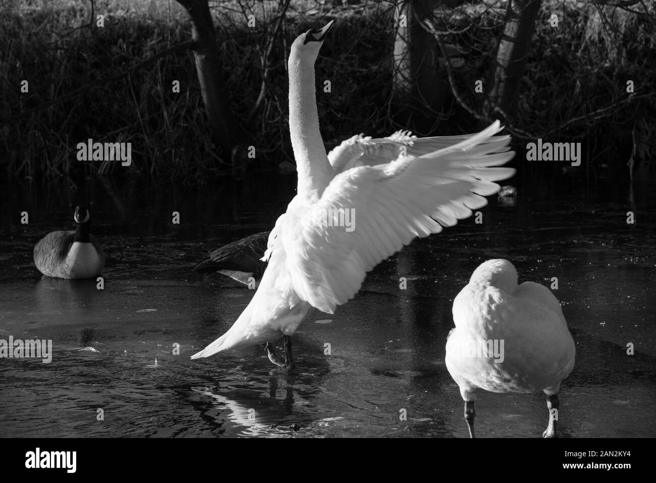 Cygnes en Riston, Angleterre Banque D'Images