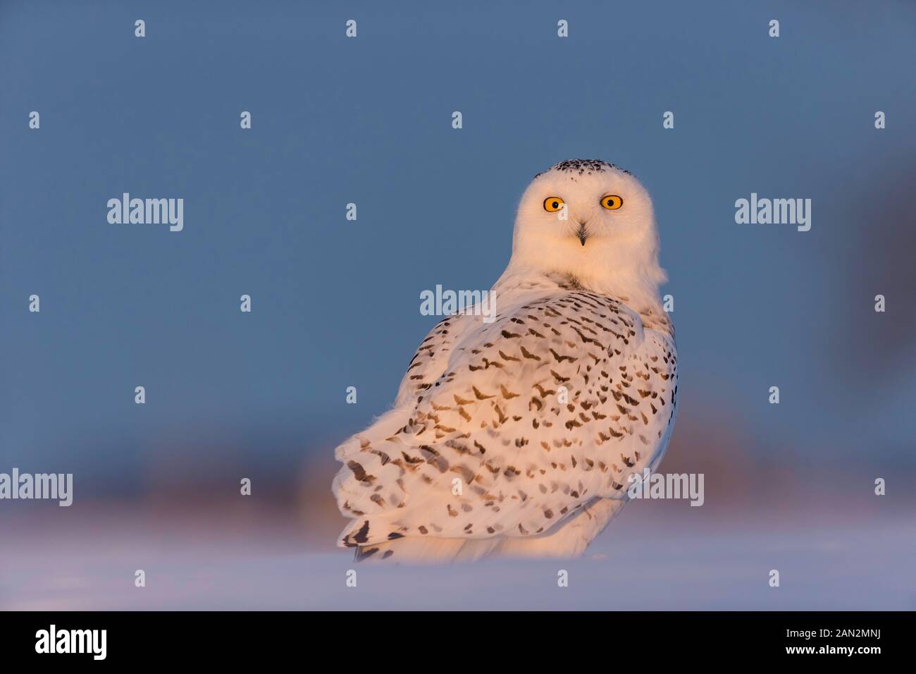 Le harfang des neiges (Bubo scandiacus), Ontario, Canada Banque D'Images