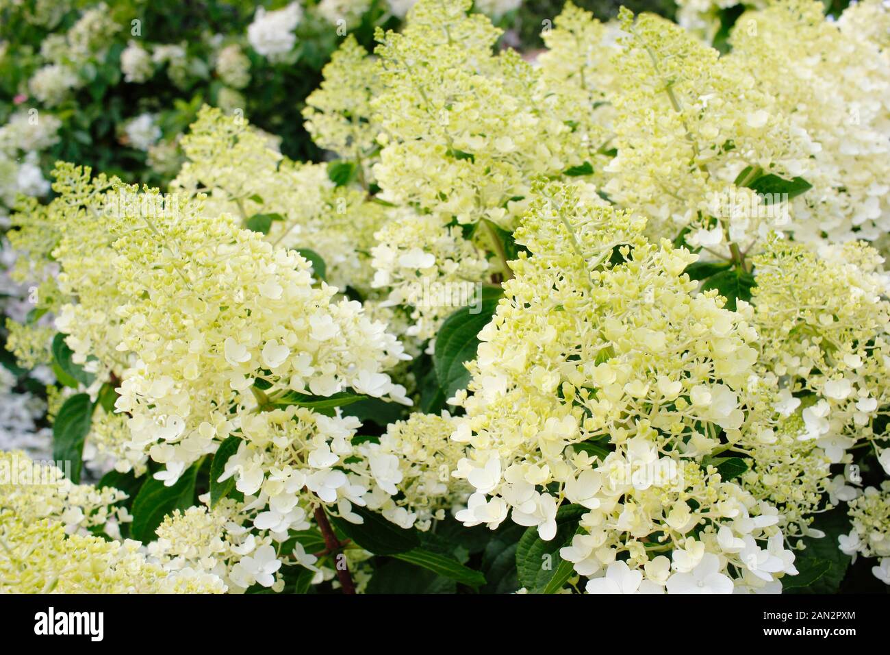 L'Hydrangea paniculata 'Silver Dollar" affichage conique blanc crème distinctif fleurs en été. UK Banque D'Images