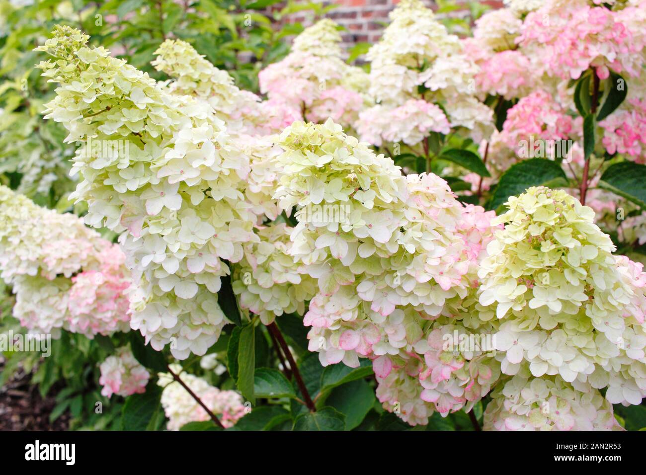 Hydrangea paniculata 'Fraise Melba' affichage rose fleurs crémeux caractéristique à la fin de l'été. UK Banque D'Images