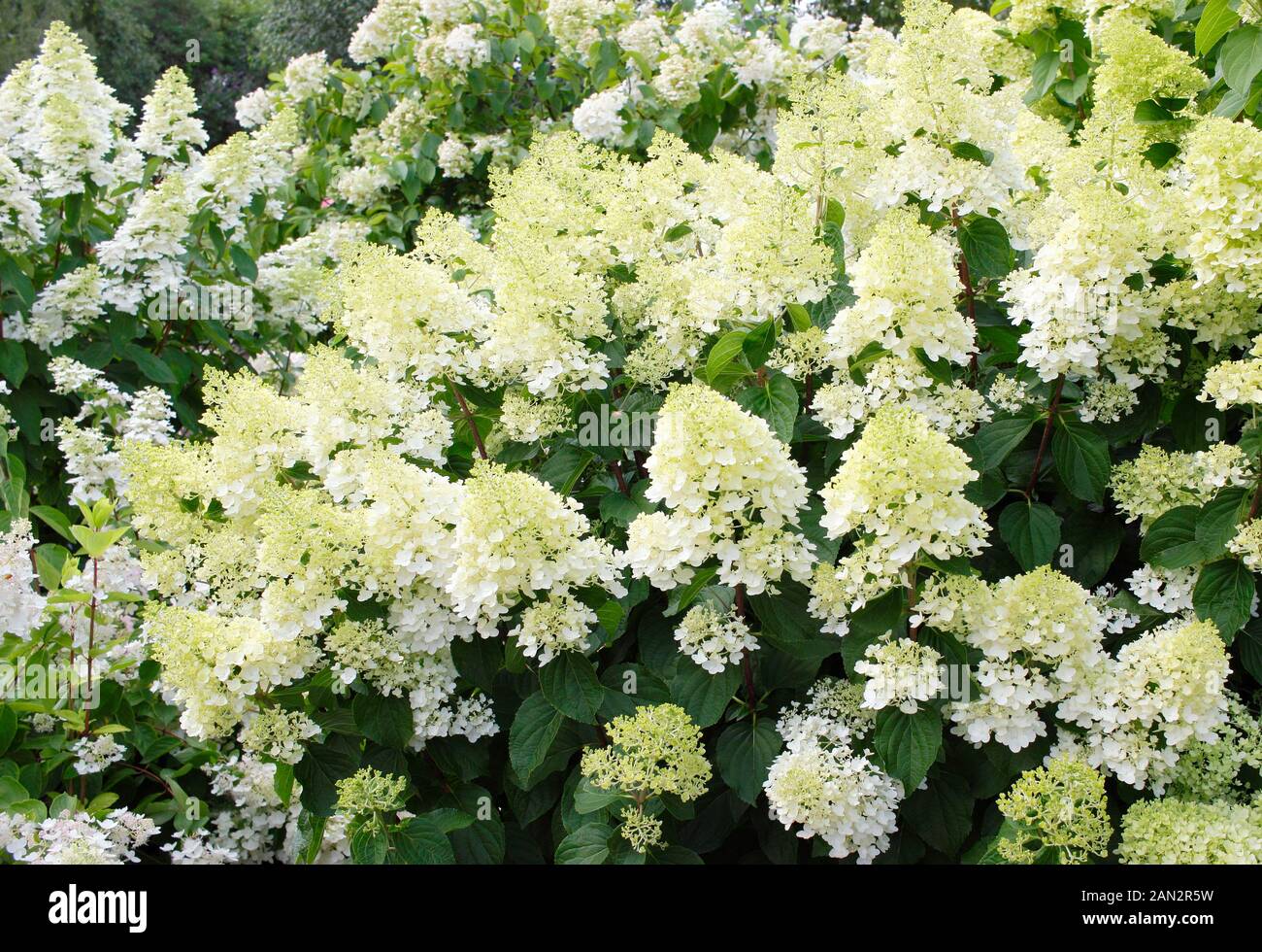L'Hydrangea paniculata 'Silver Dollar" affichage conique blanc crème distinctif fleurs en été. UK Banque D'Images