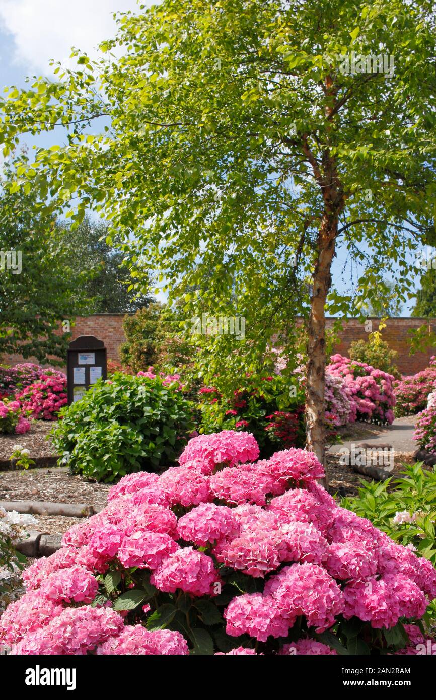 Vue à travers une section du jardin qui contient la collection nationale d'hydrangea, Darley, Derby, England, UK Banque D'Images